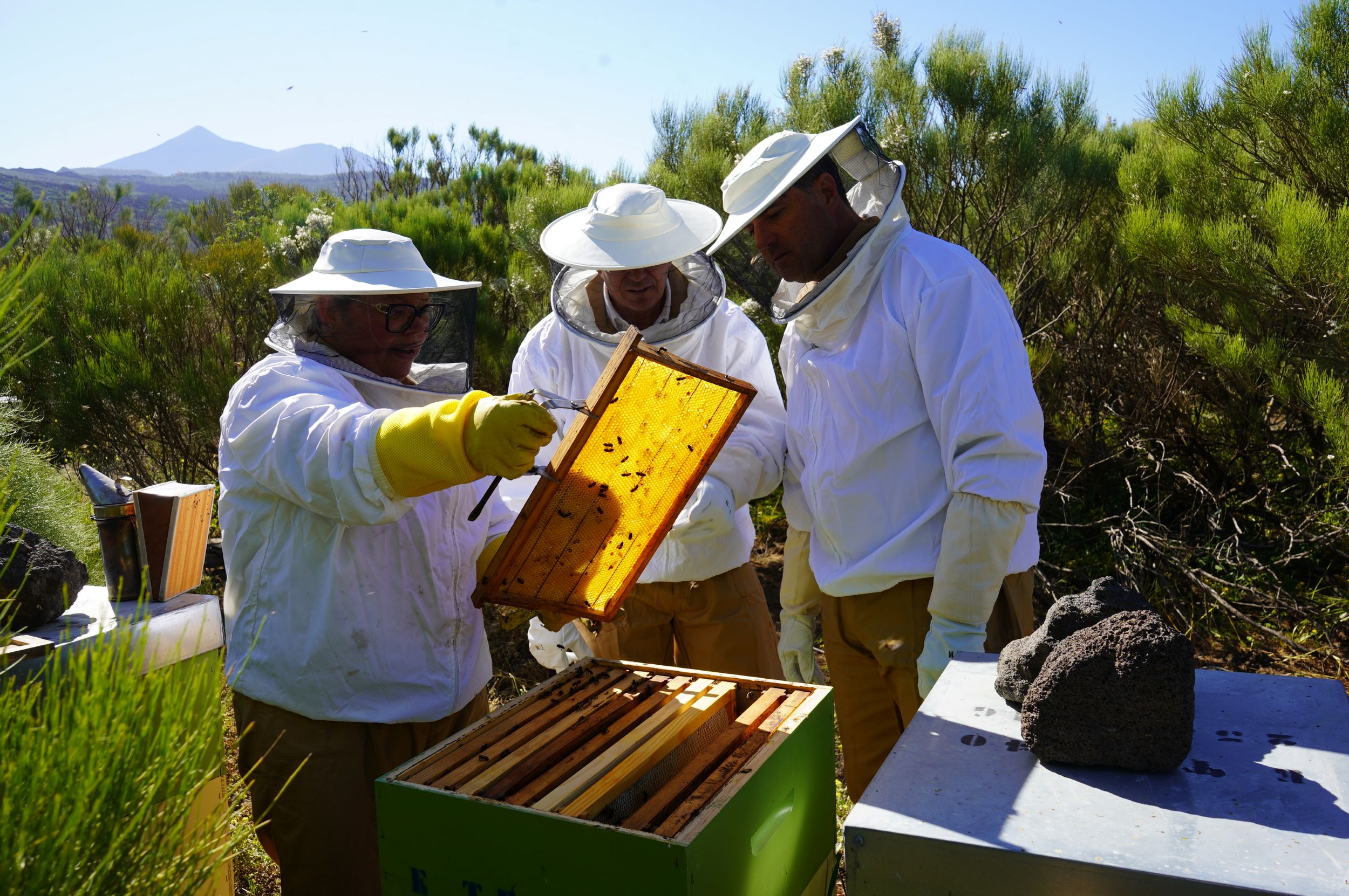 Il Comune di Santiago del Teide aumenta a 70.000 euro gli aiuti al settore primario locale.