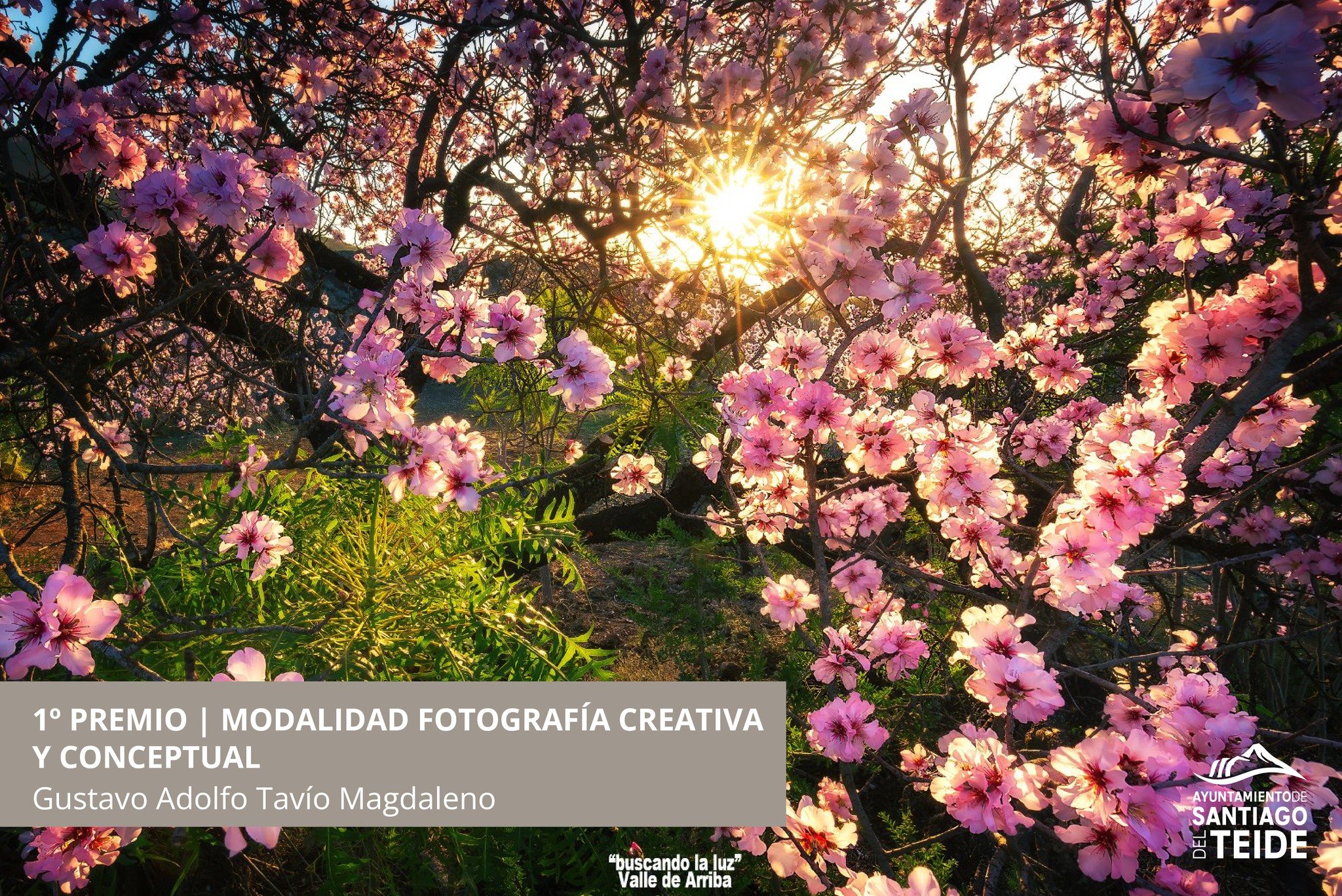 The city council announces the prizes of the XXVII “Almond Blossom” Photography Contest 2024